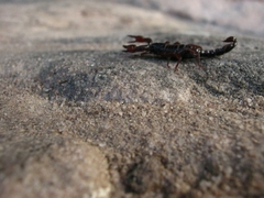 Broteochactas porosus