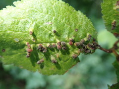 Eriophyes prunianus