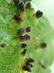Eriophyes prunianus