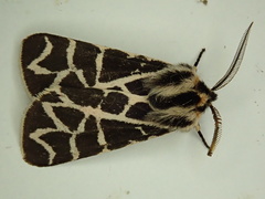 Apantesis nevadensis