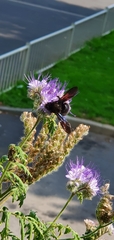 Xylocopa violacea