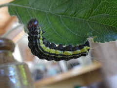 Acronicta radcliffei