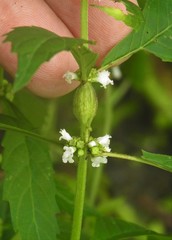 Neolasioptera lycopi