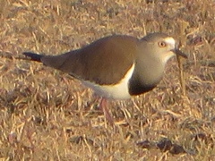 Vanellus melanopterus