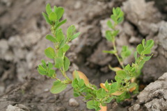 Polygonum achoreum