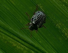 Calligrapha philadelphica