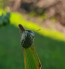 Calligrapha philadelphica