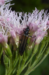 Oedemera pthysica