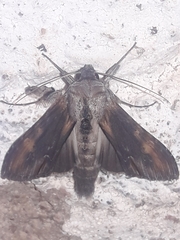 Cuculliinae
