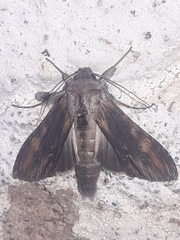 Cuculliinae