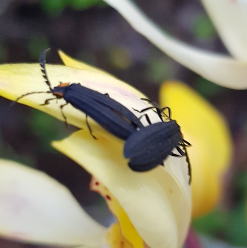 Idiopteron triste