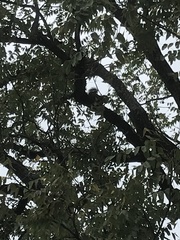Sciuromorpha