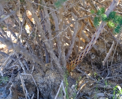 Asparagus mucronatus