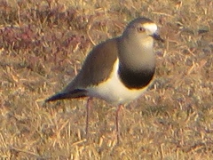 Vanellus melanopterus