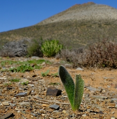 Haemanthus dasyphyllus
