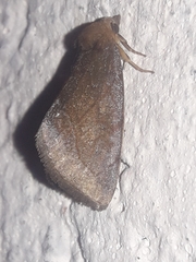 Plagiomimicus jalada