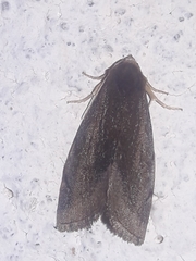 Plagiomimicus jalada