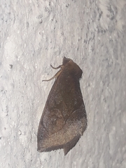 Plagiomimicus jalada