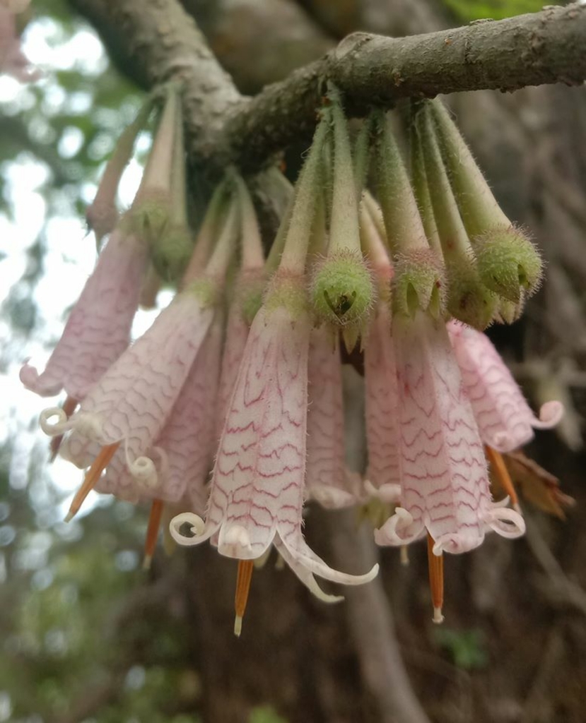 Agapetes bhutanica