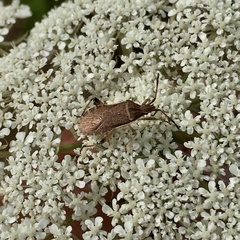 Ceraleptus lividus