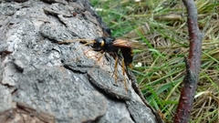 Urocerus flavicornis