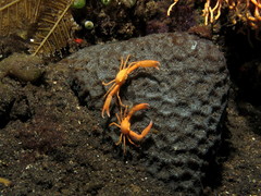 Quadrella coronata