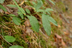 Rhinotropis californica