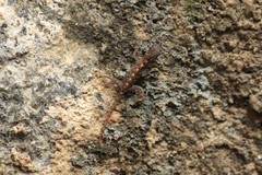 Cnemaspis australis