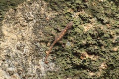 Cnemaspis australis