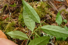 Rhinotropis californica