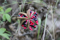 Paeonia mascula