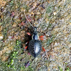 Otiorhynchus coecus
