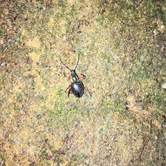 Otiorhynchus coecus