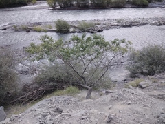 Prunus persica persica