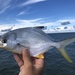 Florida Pompano - Photo (c) Jacob Jones, some rights reserved (CC BY-NC), uploaded by Jacob Jones