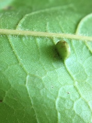 Dasineura communis