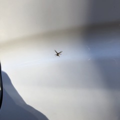 Philodromus cespitum