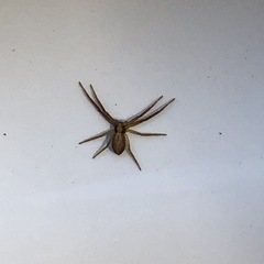 Philodromus cespitum