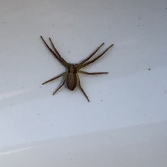 Philodromus cespitum