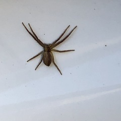 Philodromus cespitum