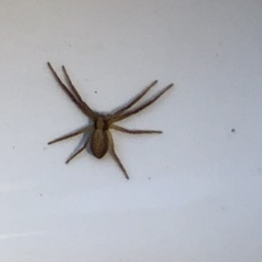 Philodromus cespitum