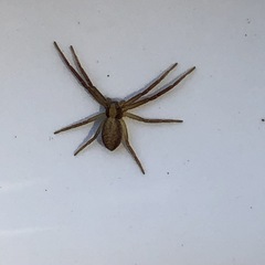 Philodromus cespitum