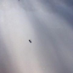 Philodromus cespitum