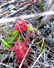 Drosera roraimae