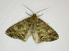 Melanolophiini