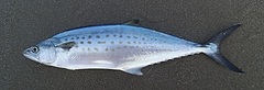 Scomberomorus sierra