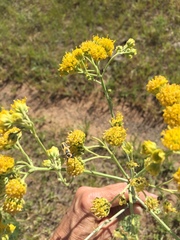 Chauliognathus scutellaris