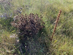 Orobanche amethystea
