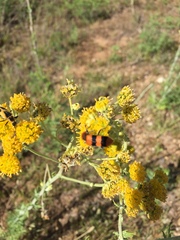 Chauliognathus scutellaris