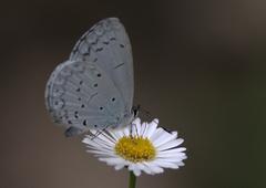 Celastrina gigas